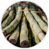 Canne à sucre pour emballage alimentaire