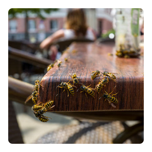 Insecticides terrasse restaurant