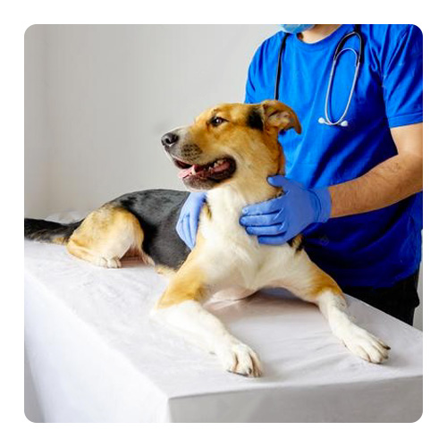 Draps d'examen vétérinaire